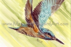 50-kingfisher-flight-20x30-300dpi