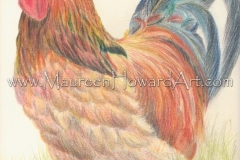 65-buff-sussex-cockerel-21x25-150dpi