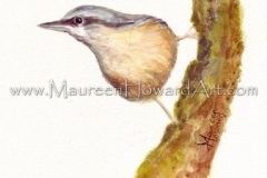 71-woodnuthatch-16x25-300dpi