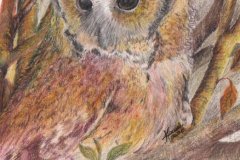 Indian-scopps-owl