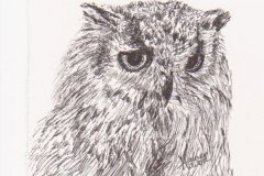owl4