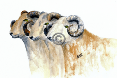 3-sheep