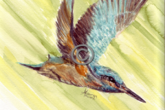 Flight-kingfisher-Copy