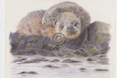 Otter-mum-and-cub