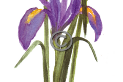 Purple-Iris