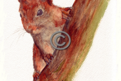 Red-squirrel-1