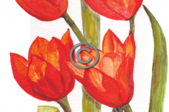 Red-tulips