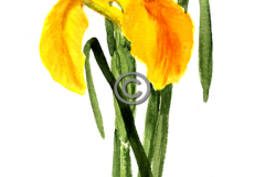 Yellow-iris3