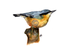 nuthatch