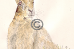 sitting-hare