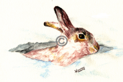 snow-hare