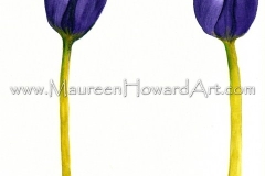 130-purple-tulip-20x25-300dpi
