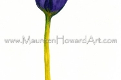 136-tulip-single-18x23-300dpi