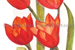 137-tulips-red-20x30-300dpi