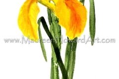 139-yellow-iris-12x17-300dpi