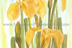 157-yellow-iris-26x35-300dpi