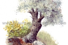 150-olive-tree-12x16-300dpi-no-bg